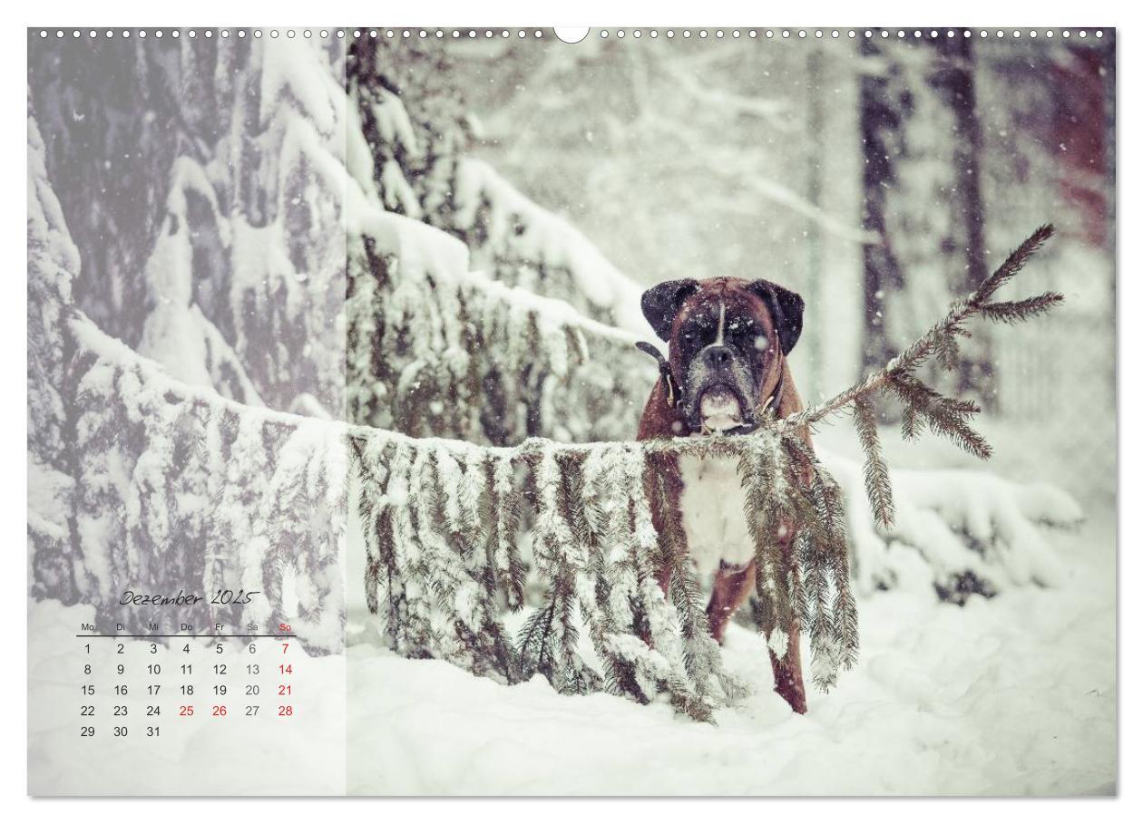 Bild: 9783435822409 | Deutscher Boxer 2025 (Wandkalender 2025 DIN A2 quer), CALVENDO...