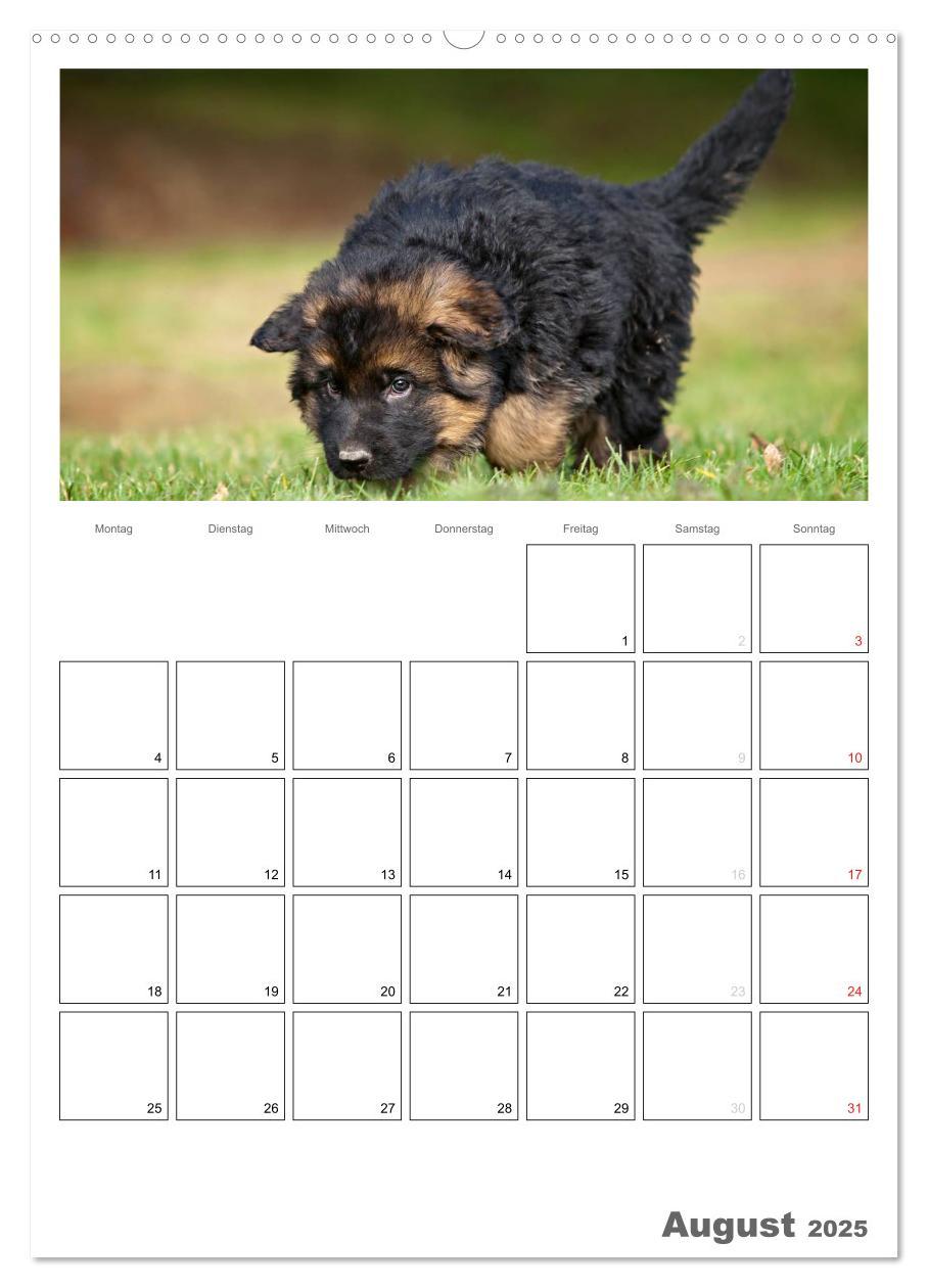 Bild: 9783457066225 | Deutscher Schäferhund - Welpen, Planer (Wandkalender 2025 DIN A2...