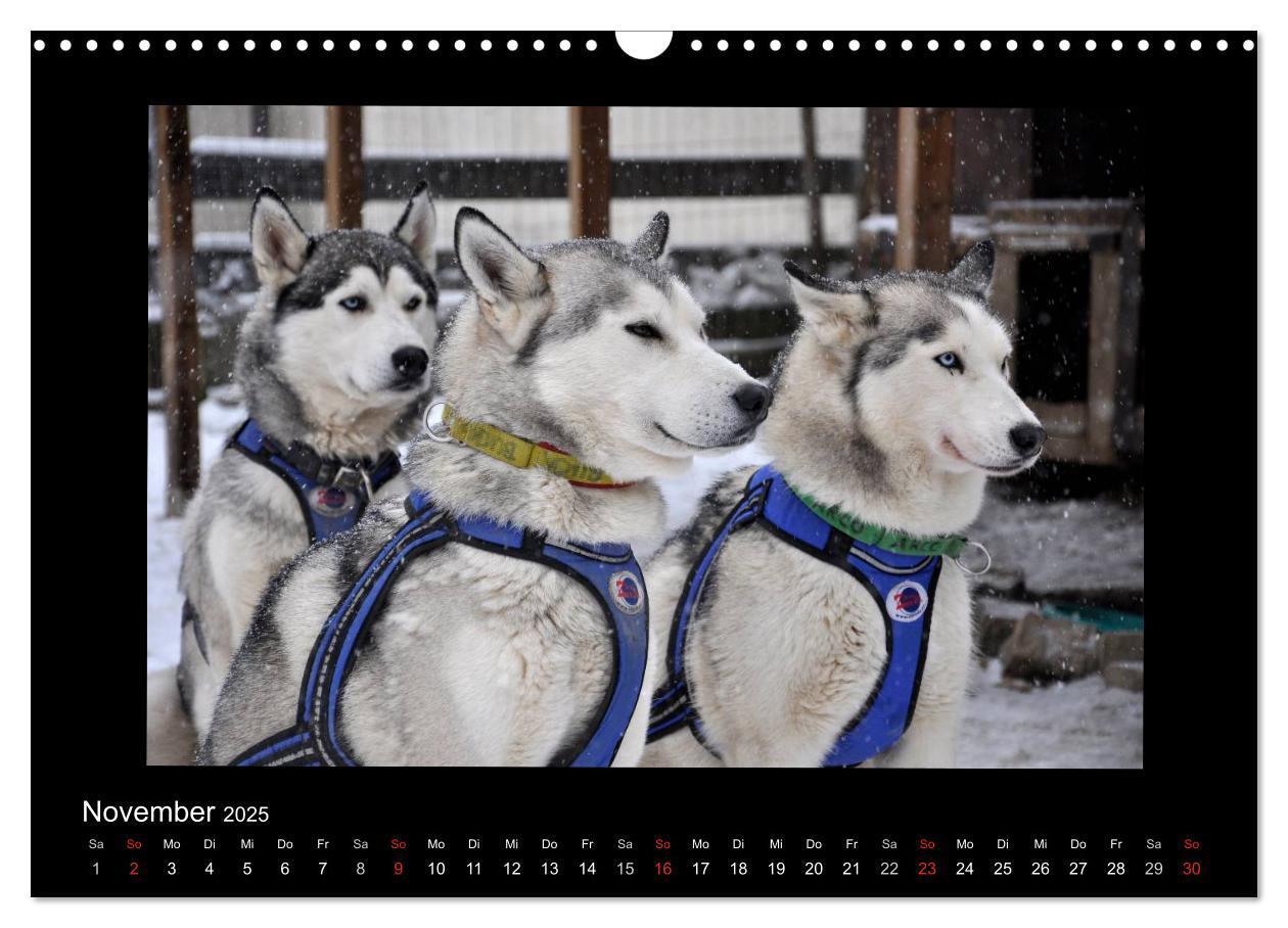 Bild: 9783435837342 | Husky-Kalender (Wandkalender 2025 DIN A3 quer), CALVENDO...