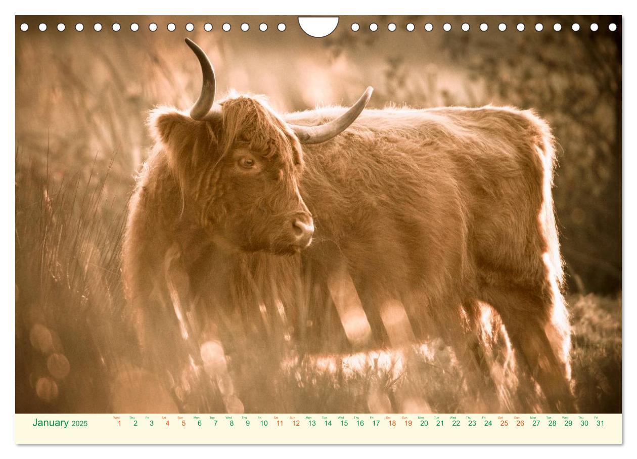 Bild: 9781325956616 | The Hairy Cow Calendar (Wall Calendar 2025 DIN A4 landscape),...