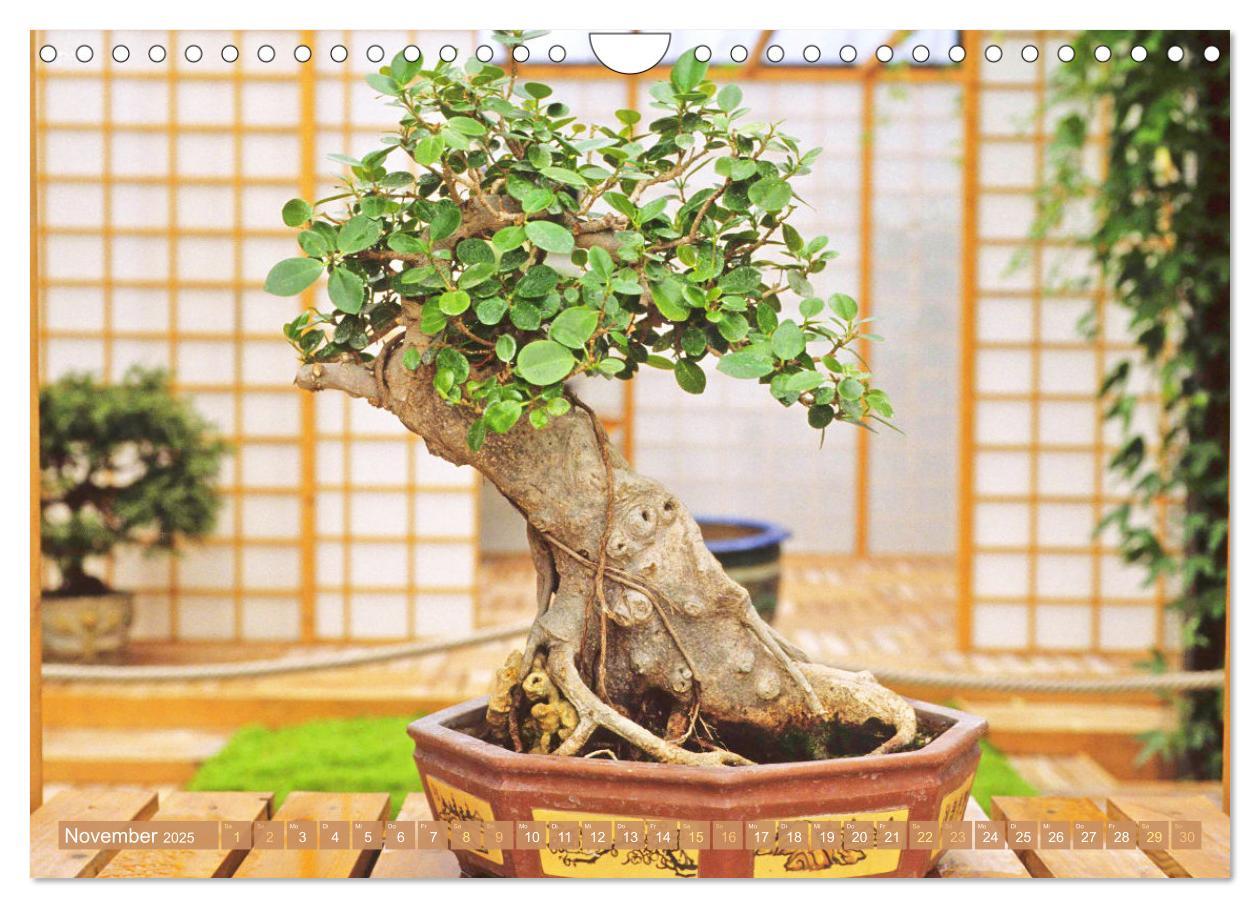 Bild: 9783457198117 | Gartenkunst aus Japan: Bonsai (Wandkalender 2025 DIN A4 quer),...