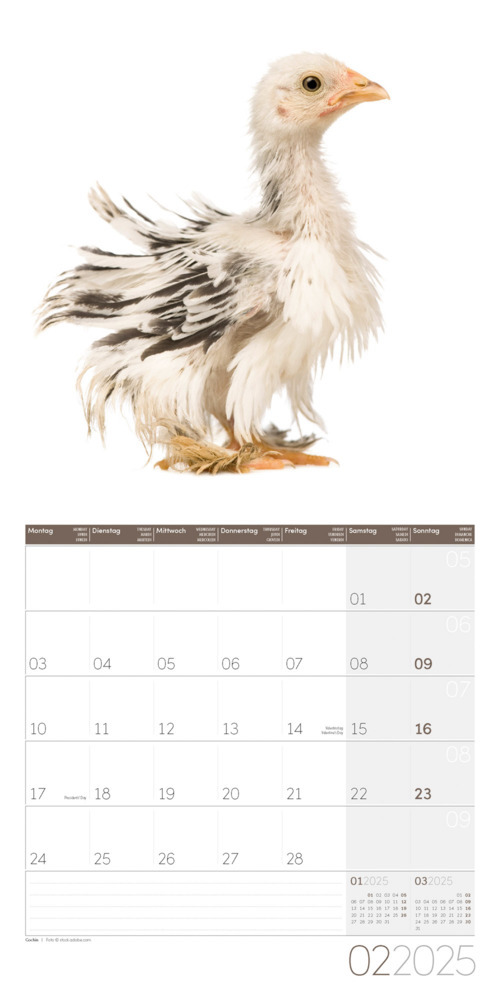 Bild: 9783838445199 | Verrückte Hühner Kalender 2025 - 30x30 | Ackermann Kunstverlag | 28 S.