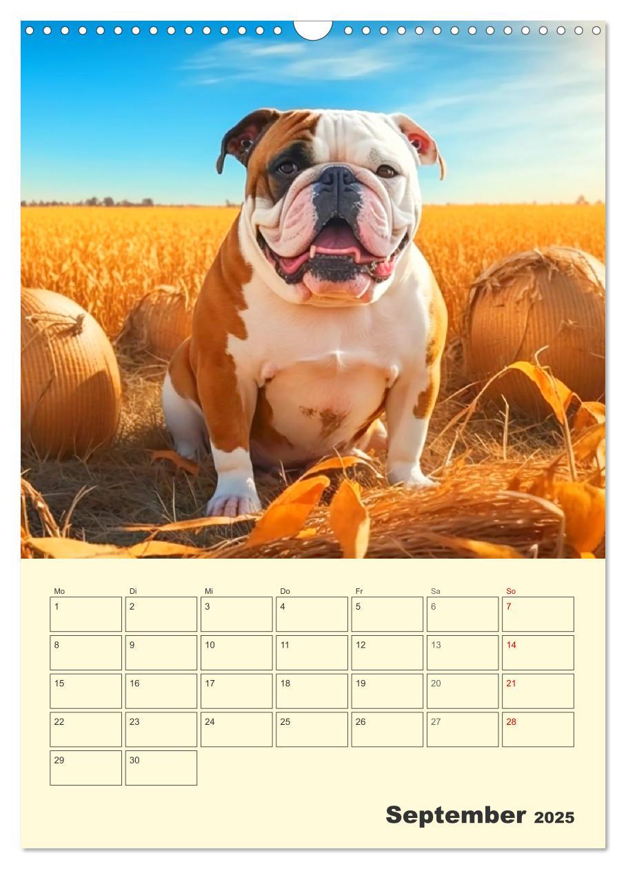 Bild: 9783435875405 | English Bulldogs. Fröhliche Dickköpfe mit Charakter (Wandkalender...