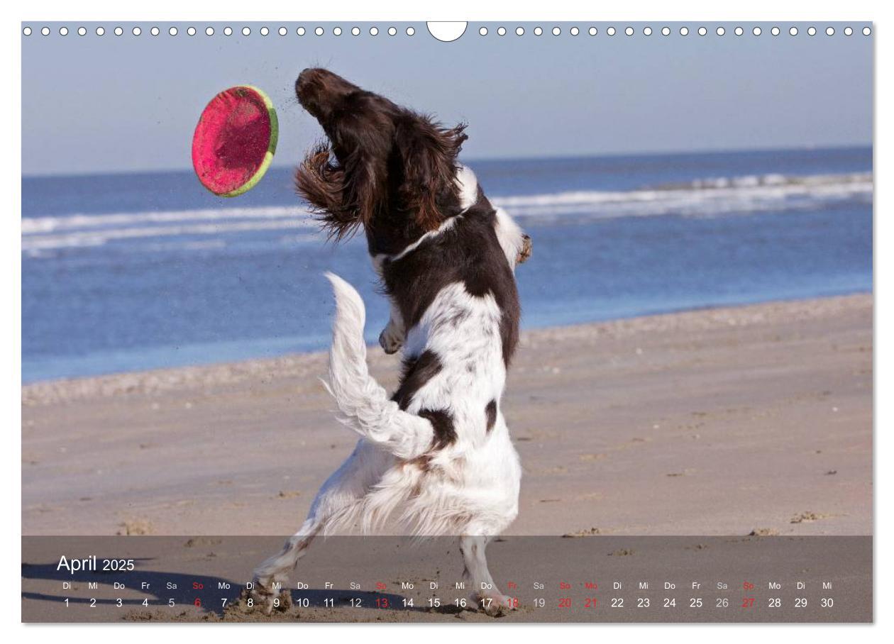 Bild: 9783435632633 | Kleiner Münsterländer Vorstehhund (Wandkalender 2025 DIN A3 quer),...