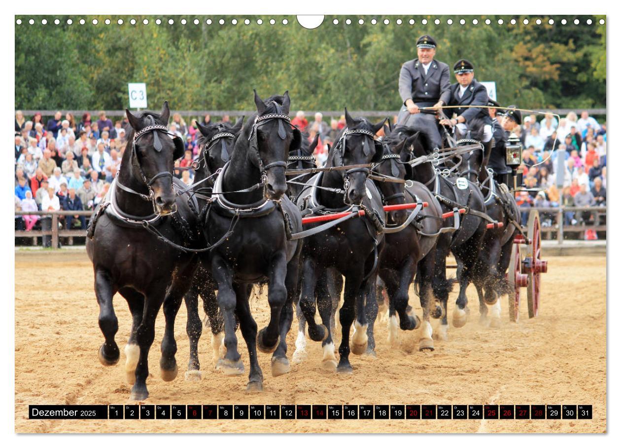 Bild: 9783435395187 | Schwere Warmblüter 2025 (Wandkalender 2025 DIN A3 quer), CALVENDO...