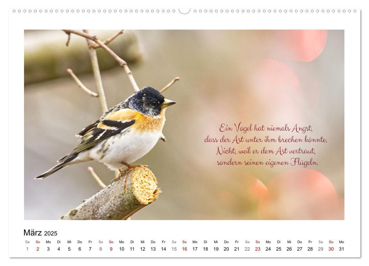 Bild: 9783383972560 | Vögel und geflügelte Worte (Wandkalender 2025 DIN A2 quer),...