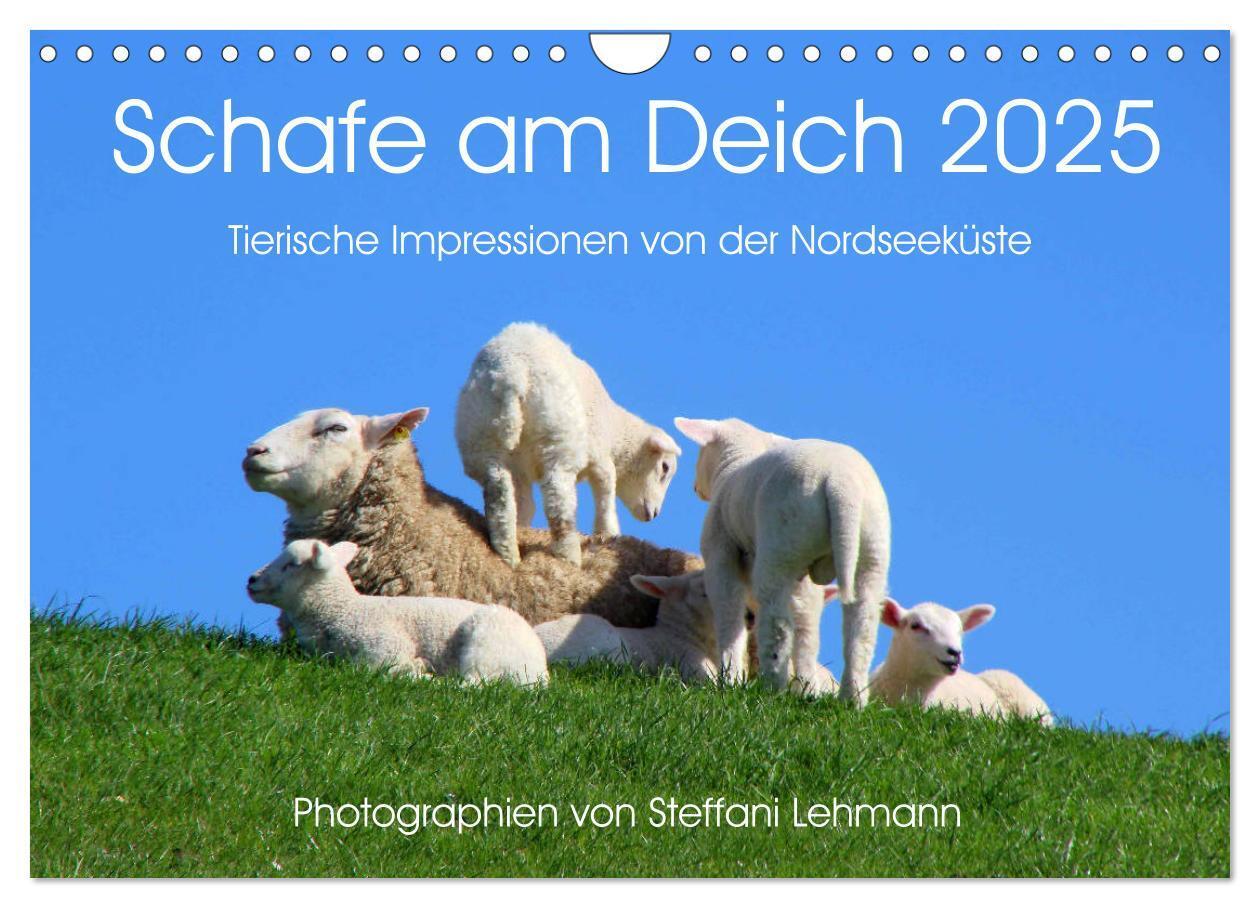 Cover: 9783435650903 | Schafe am Deich 2025. Tierische Impressionen von der Nordseeküste...