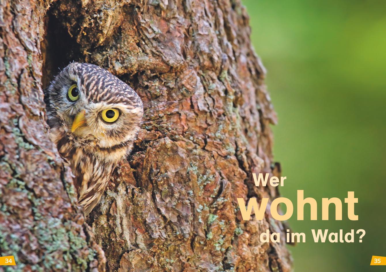 Bild: 9783788626426 | WAS IST WAS Erstes Lesen Band 6. Wald | Karin Bischoff | Buch | 64 S.