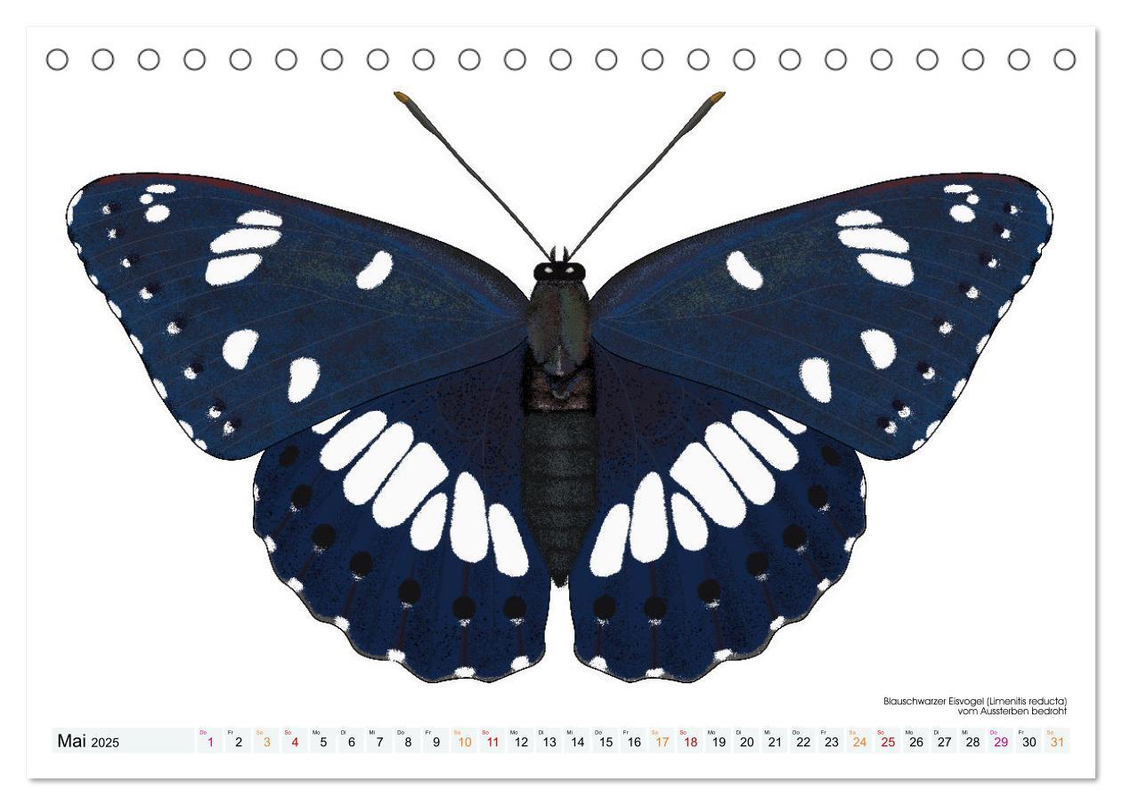 Bild: 9783383895982 | Schmetterlinge illustriert (Tischkalender 2025 DIN A5 quer),...