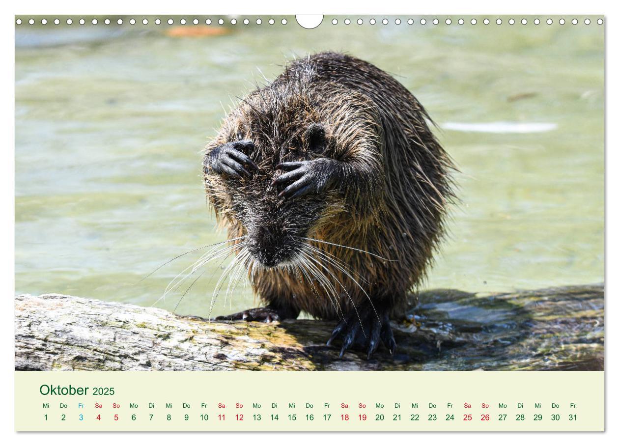 Bild: 9783435117727 | NUTRIAS - Pelzige Gesellen (Wandkalender 2025 DIN A3 quer),...