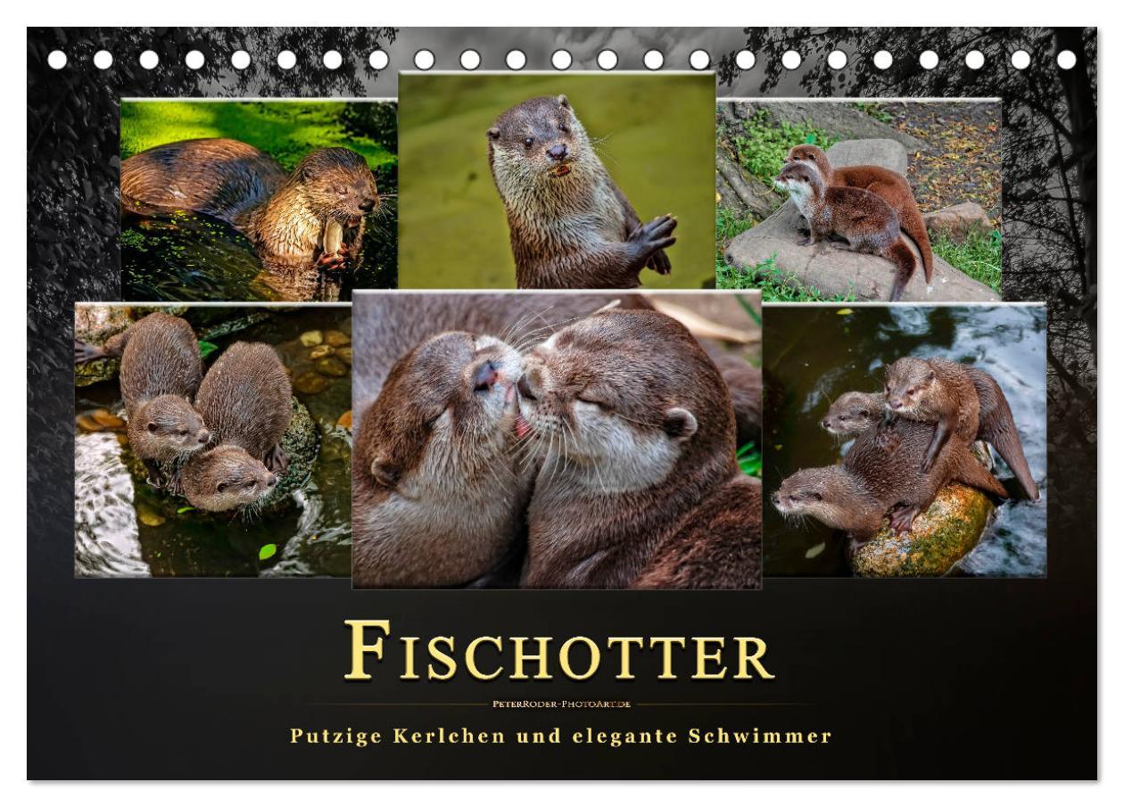 Cover: 9783435375851 | Fischotter - putzige Kerlchen und elegante Schwimmer (Tischkalender...