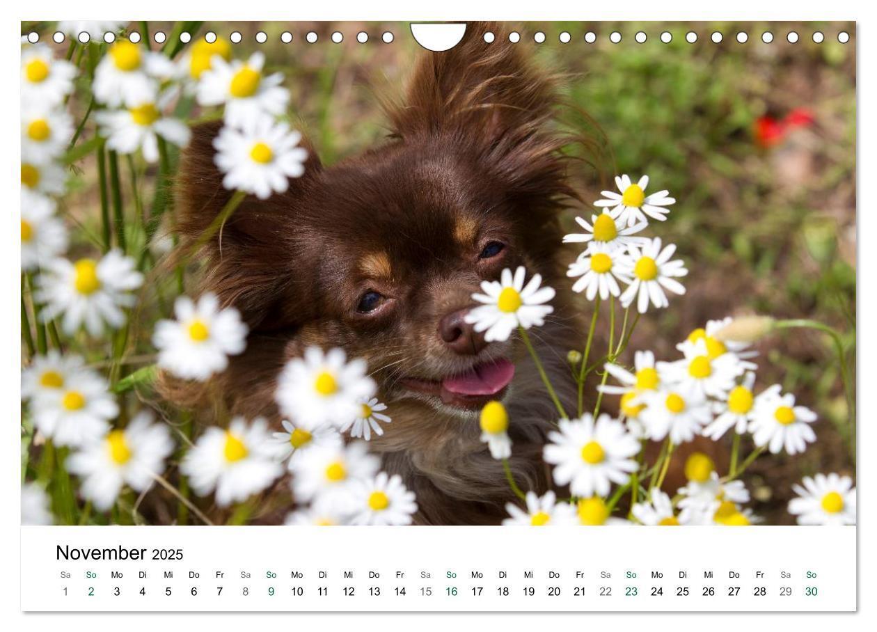 Bild: 9783435772810 | Chihuahuas - kleine Herzensbrecher (Wandkalender 2025 DIN A4 quer),...