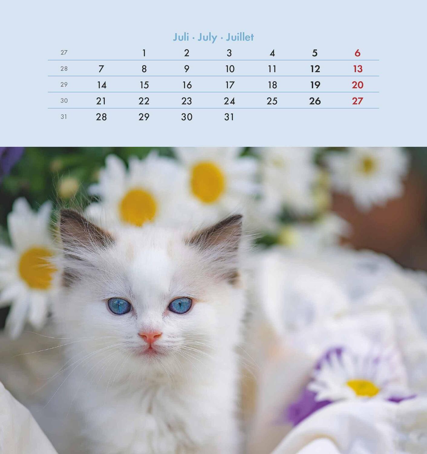 Bild: 4251732342296 | Schmusekatzen 2025 - Postkartenkalender 16x17 cm - Katzen - zum...