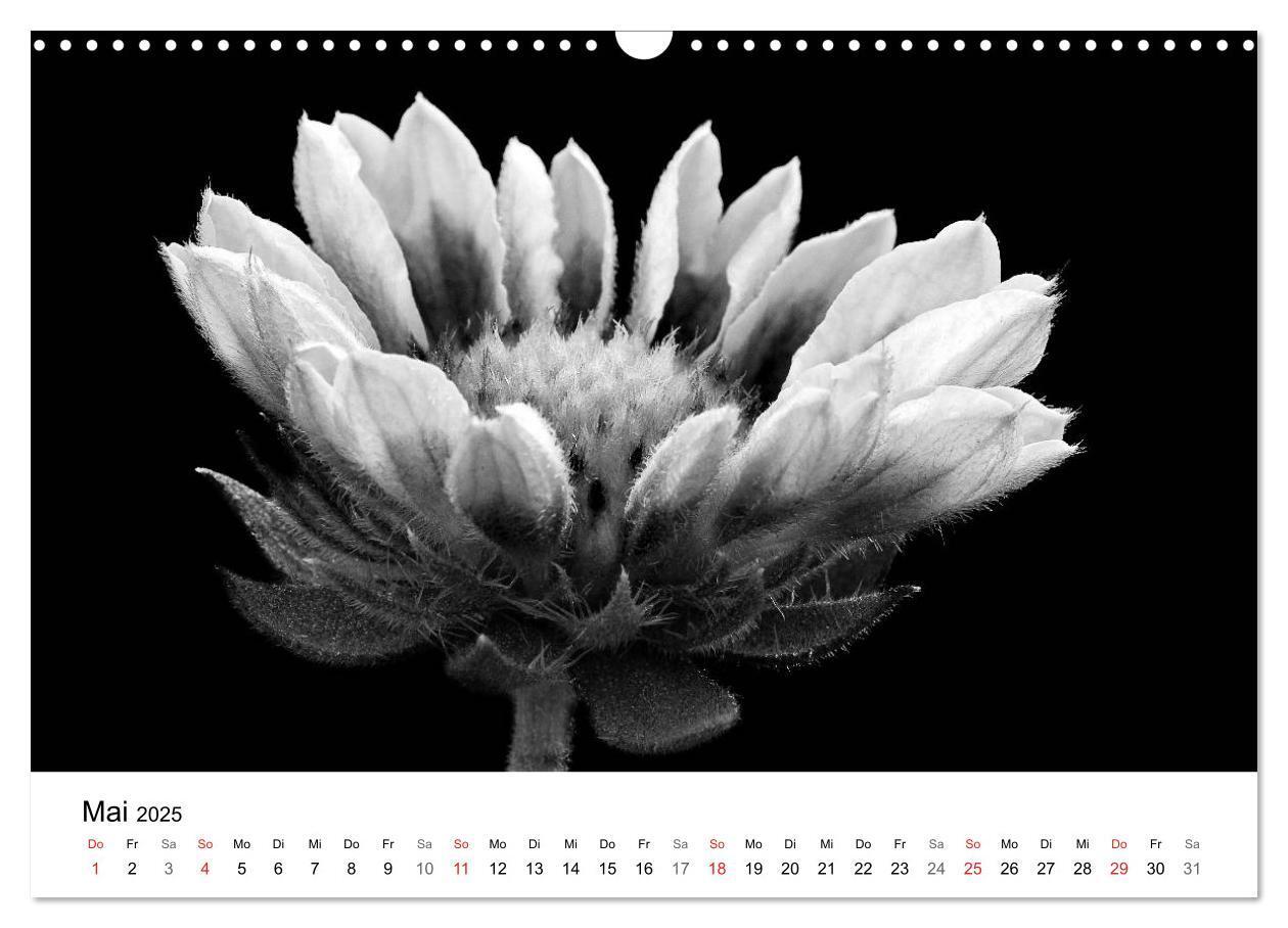 Bild: 9783435642892 | Blumen 2025, Schwarz-Weiß (Wandkalender 2025 DIN A3 quer), CALVENDO...