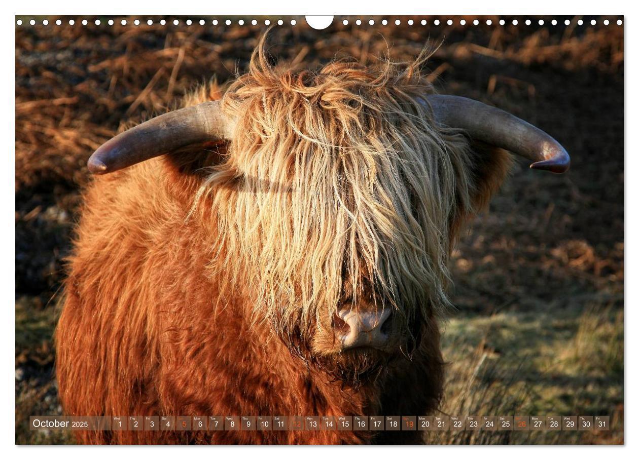 Bild: 9781325994229 | Highland Cattle - Native Breed of Scotland (Wall Calendar 2025 DIN...