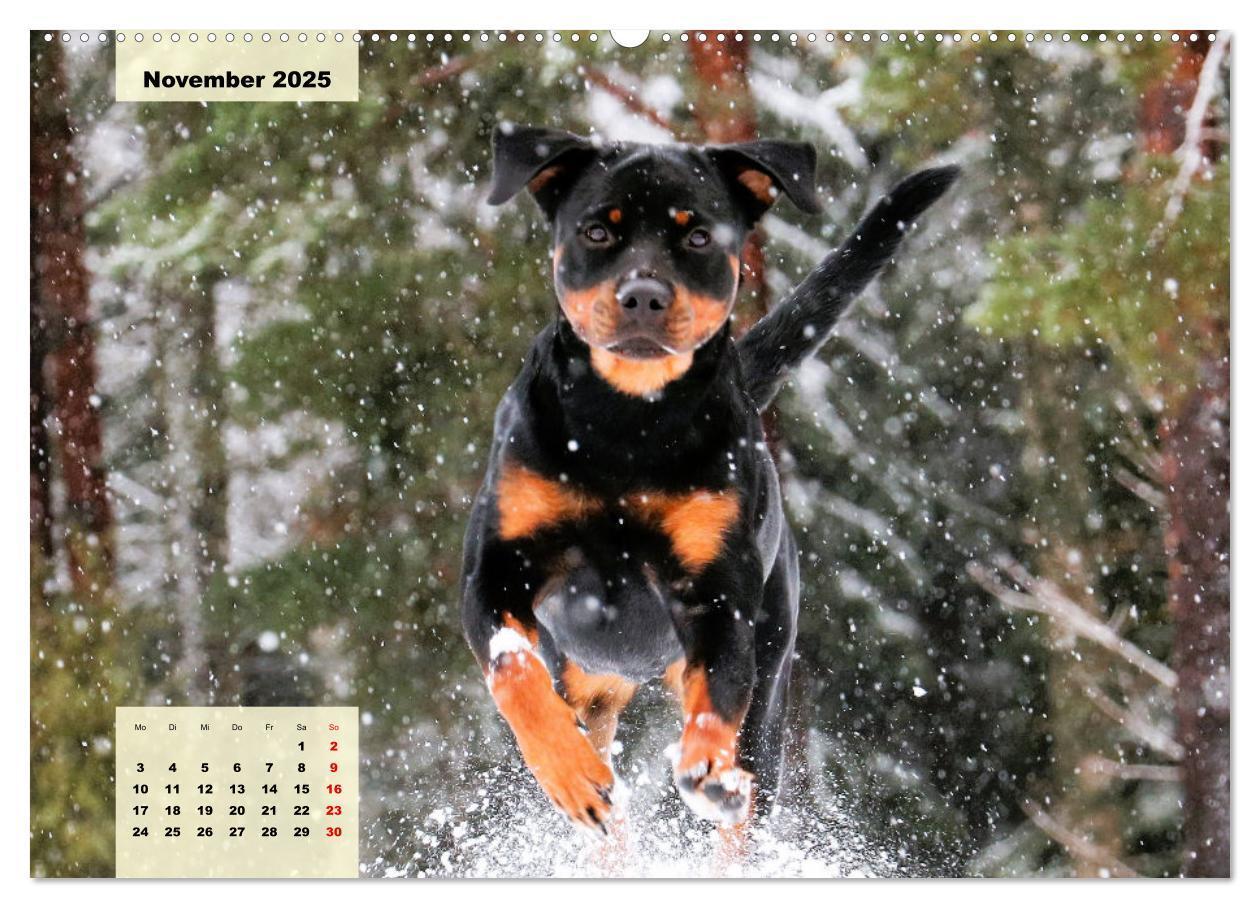 Bild: 9783383944024 | Mein Rottweiler. Nervenstarker Gebrauchs- und Begleithund...