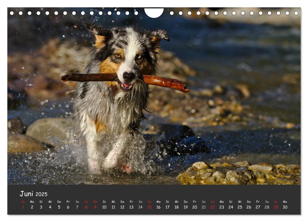 Bild: 9783435582686 | Australian Shepherd - Augenblicke (Wandkalender 2025 DIN A4 quer),...