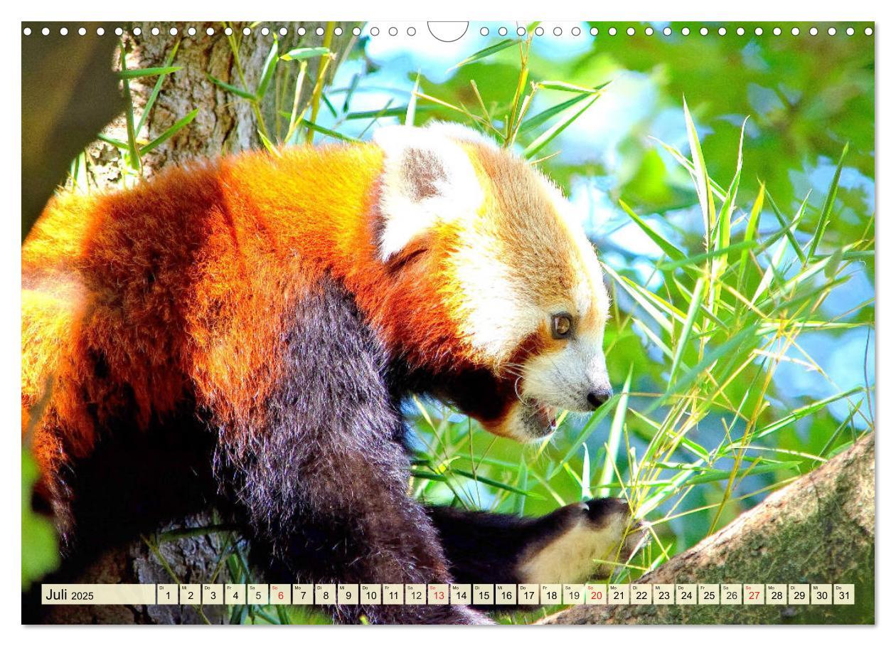 Bild: 9783435178353 | Roter Panda. Die superknuddeligen Katzenbären (Wandkalender 2025...