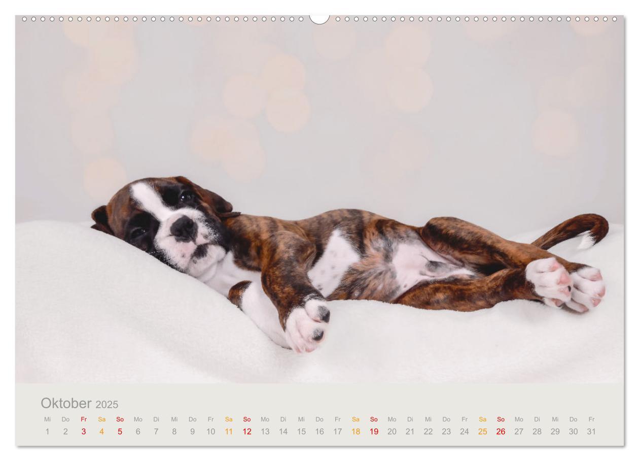 Bild: 9783457226254 | Boxer Welpen einfach zuckersüß (hochwertiger Premium Wandkalender...