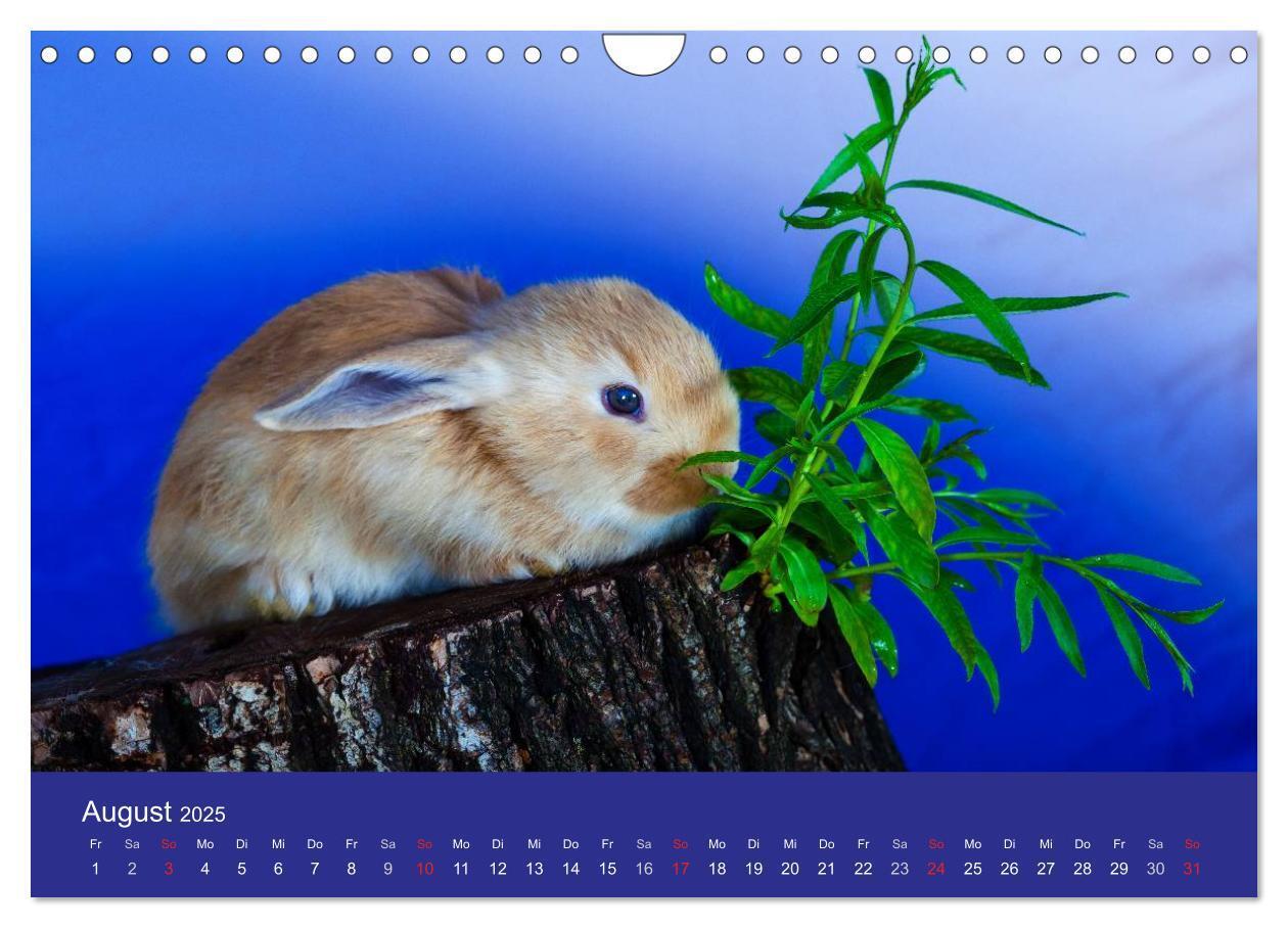 Bild: 9783435761371 | Lustige Kaninchen (Wandkalender 2025 DIN A4 quer), CALVENDO...