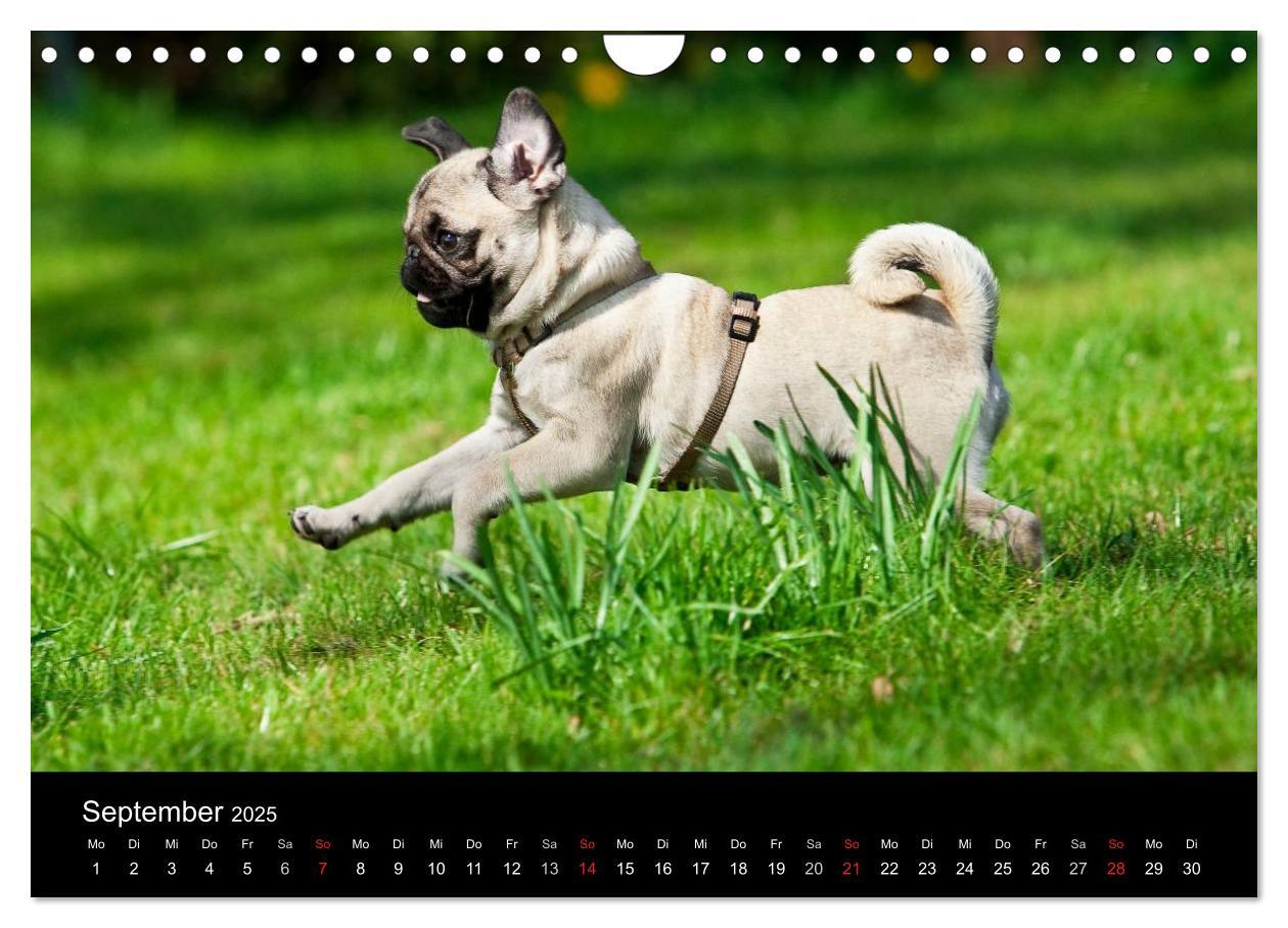 Bild: 9783435818198 | Mops 2025 (Wandkalender 2025 DIN A4 quer), CALVENDO Monatskalender