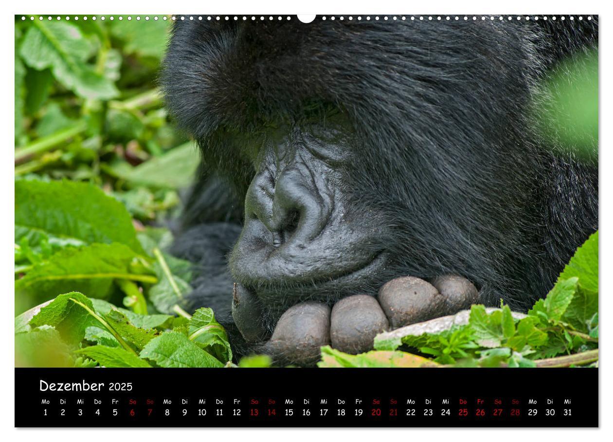 Bild: 9783435119080 | Berggorillas: die bedrohten Riesen (Wandkalender 2025 DIN A2 quer),...