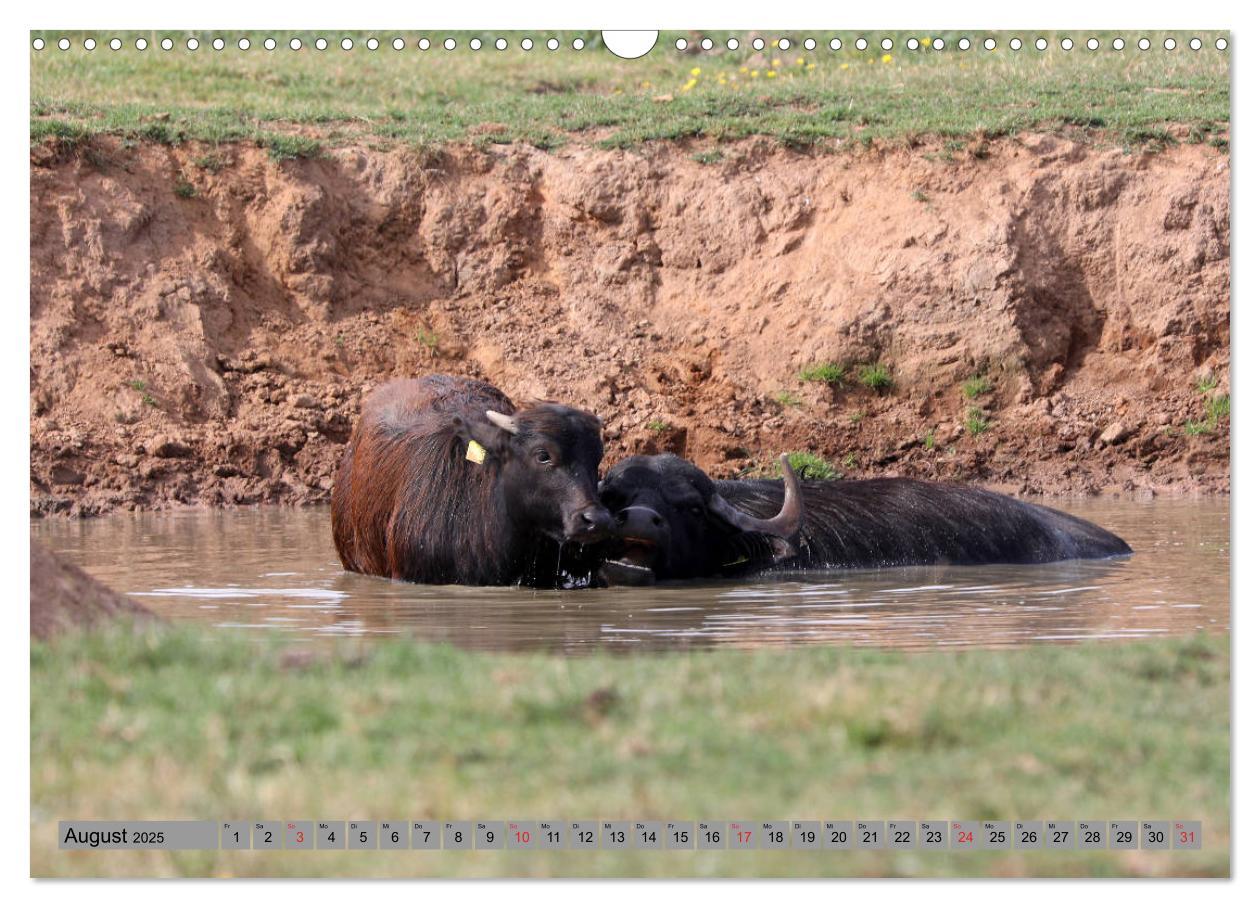 Bild: 9783435206773 | Wasserbüffel - In der Ruhe liegt die Kraft (Wandkalender 2025 DIN...