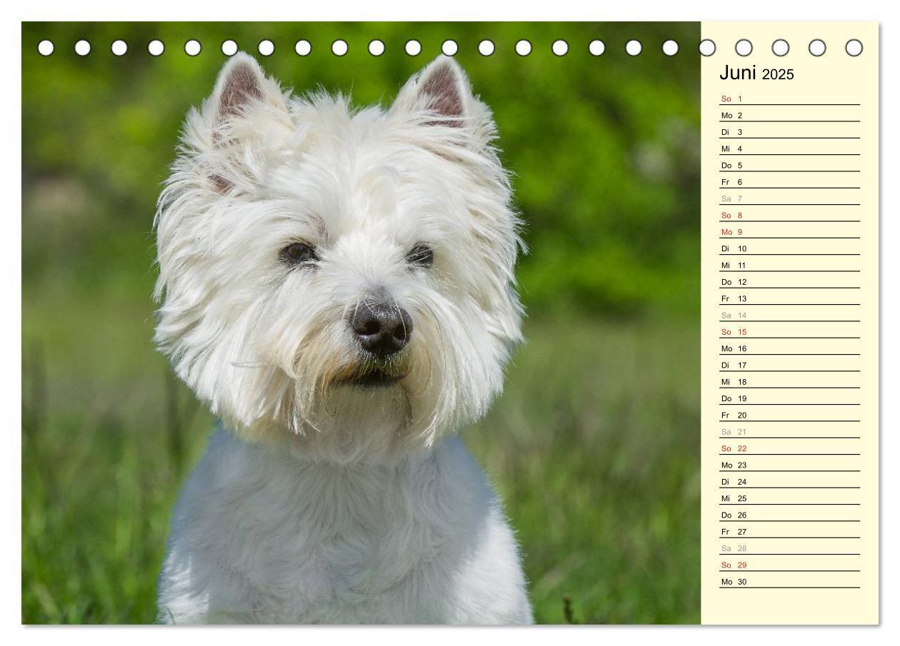 Bild: 9783435459643 | Kobold auf 4 Pfoten - West Highland White Terrier (Tischkalender...