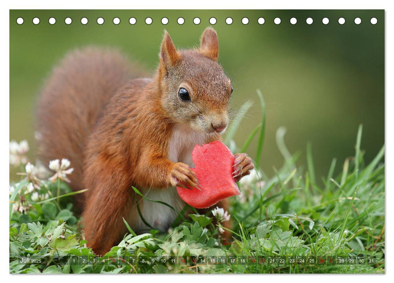 Bild: 9783435344178 | Eichhörnchen Luna und ihre Kinder (Tischkalender 2025 DIN A5 quer),...