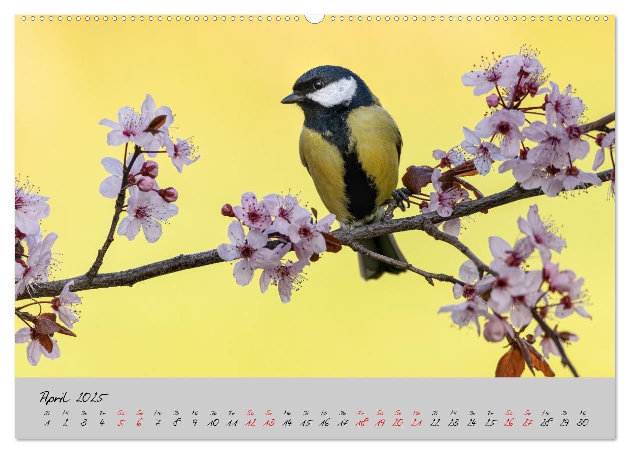 Bild: 9783435065479 | Bunte Vögel am Futterplatz (Wandkalender 2025 DIN A2 quer),...