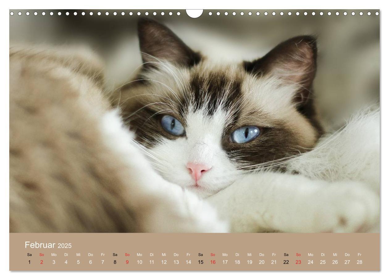 Bild: 9783435491858 | Verliebt in Ragdolls ... die sanfte Katzenrasse (Wandkalender 2025...