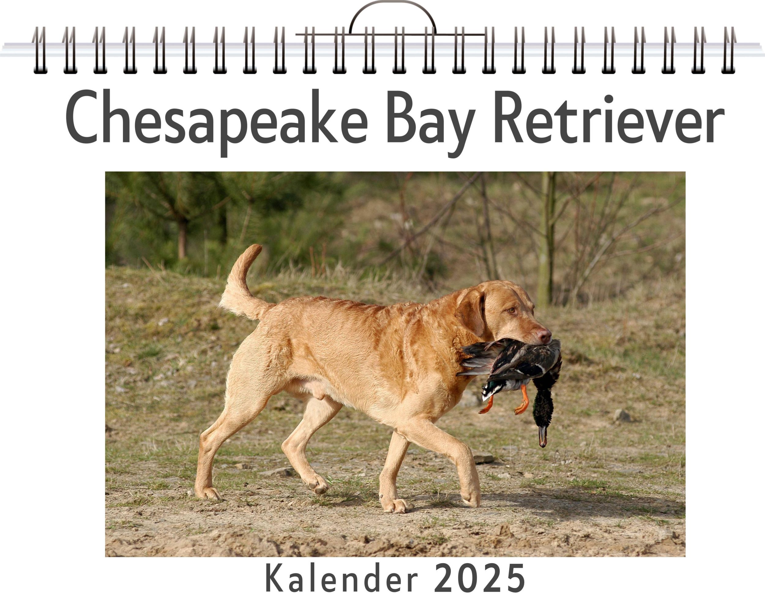 Cover: 9783759132796 | Chesapeake Bay Retriever | Paul Fischer | Kalender | Kalender | 14 S.