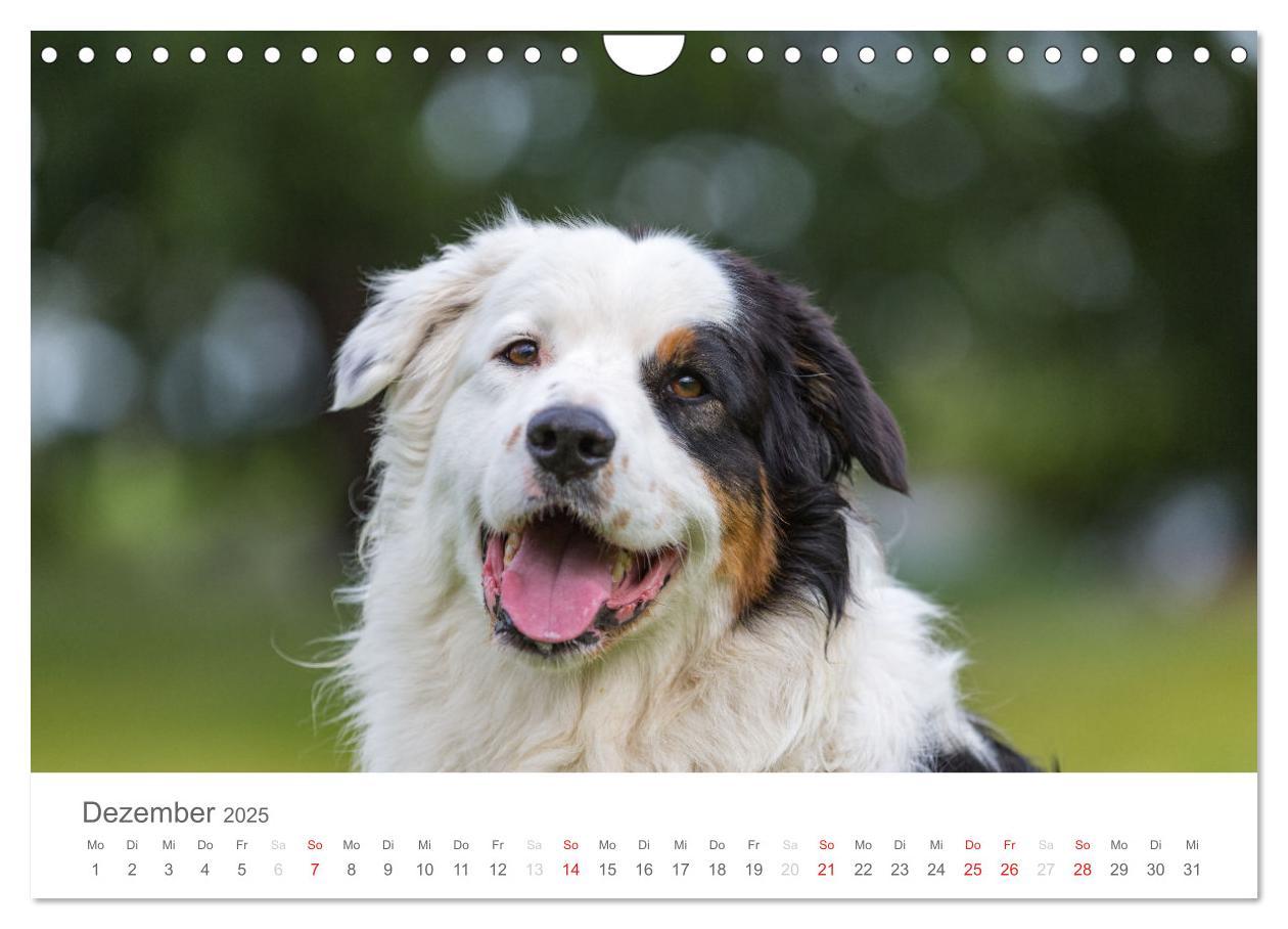 Bild: 9783435673032 | Australian Shepherd 2025 (Wandkalender 2025 DIN A4 quer), CALVENDO...