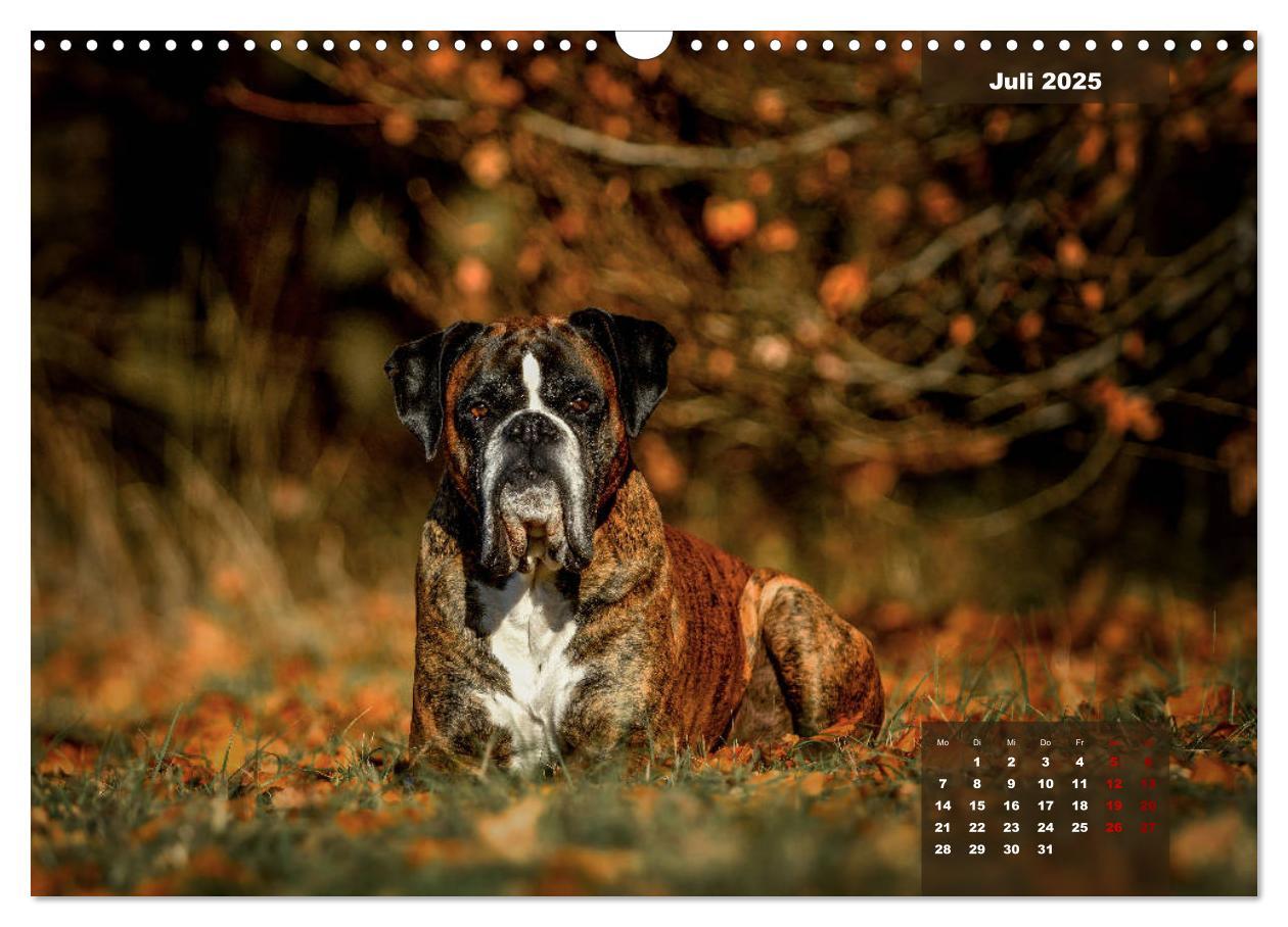 Bild: 9783435110667 | Boxer Frech und fröhlich durch das Jahr (Wandkalender 2025 DIN A3...