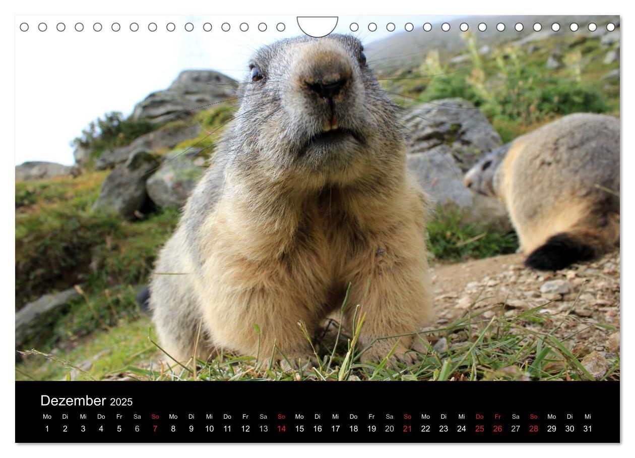 Bild: 9783435784622 | Murmeltiere (Wandkalender 2025 DIN A4 quer), CALVENDO Monatskalender