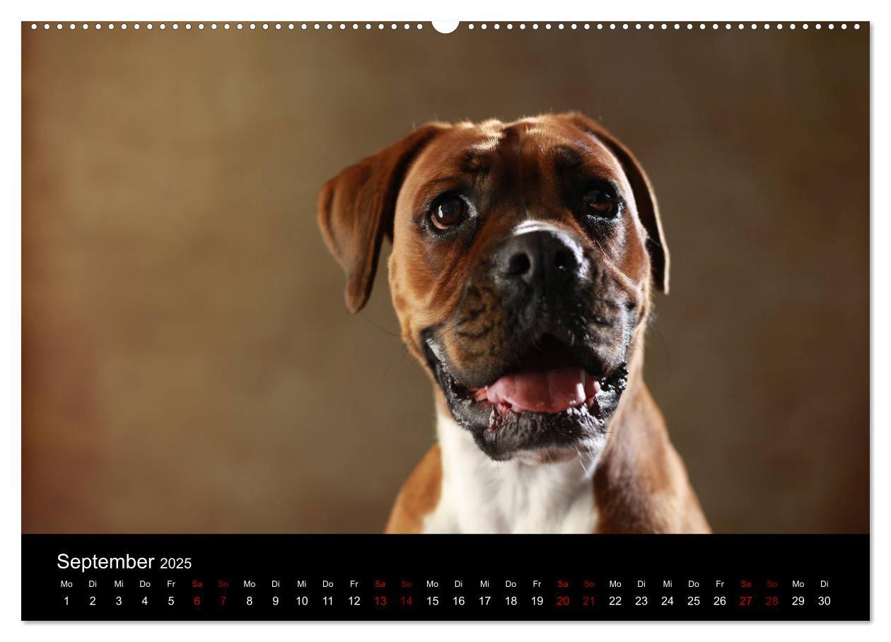 Bild: 9783435435876 | Liebenswerte Boxer (Wandkalender 2025 DIN A2 quer), CALVENDO...