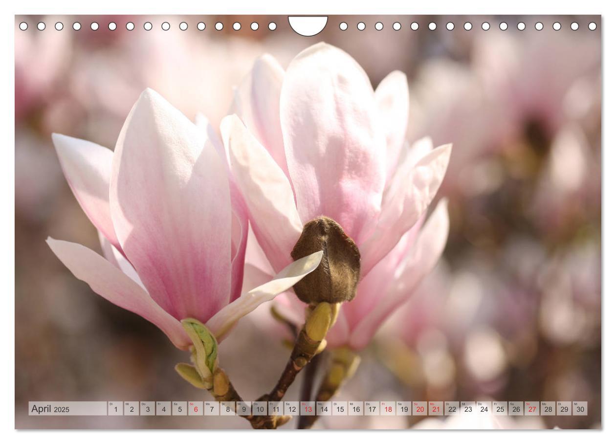 Bild: 9783435240357 | Magnolien Ein Blütenrausch (Wandkalender 2025 DIN A4 quer),...