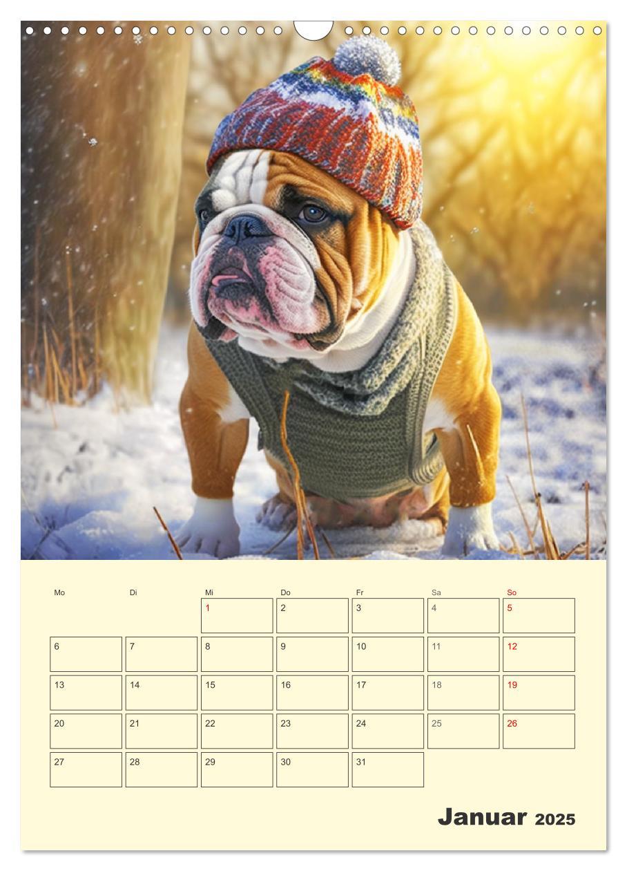 Bild: 9783435875405 | English Bulldogs. Fröhliche Dickköpfe mit Charakter (Wandkalender...