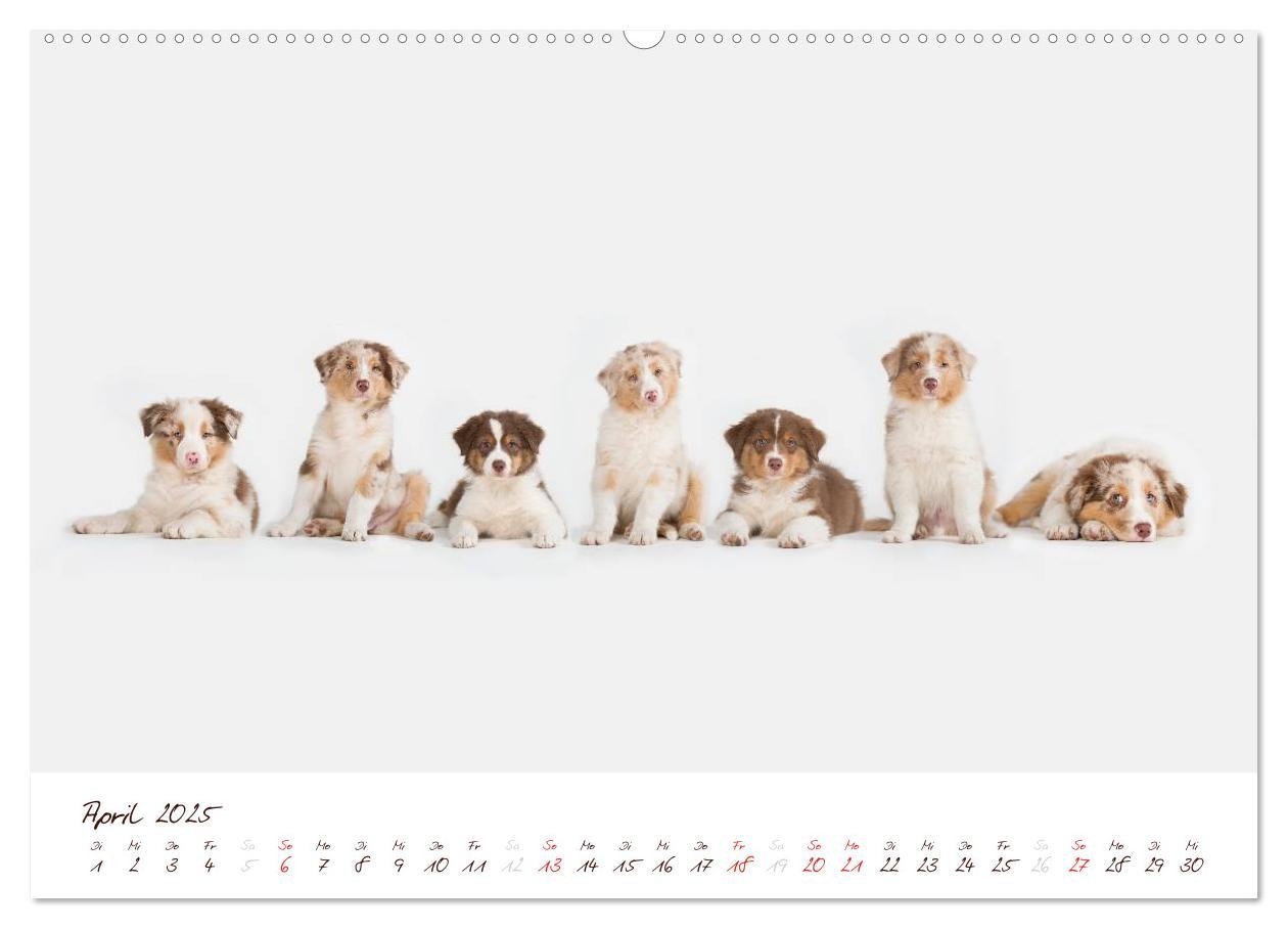 Bild: 9783435808779 | Wunderbare Australian Shepherds (Wandkalender 2025 DIN A2 quer),...