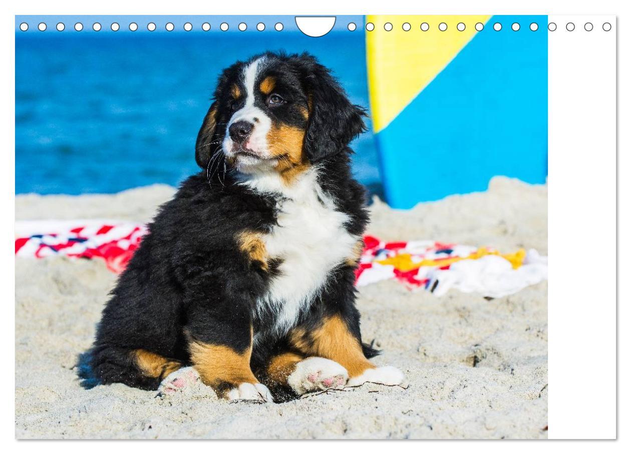 Bild: 9783435478736 | Seebärchen entdecken die Welt - Berner Sennenhunde (Wandkalender...