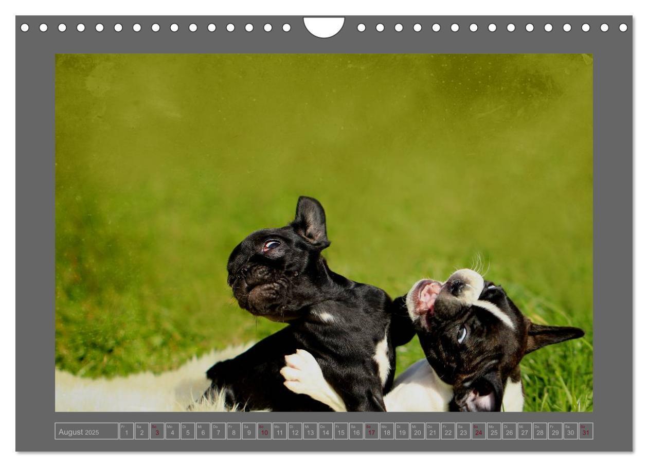 Bild: 9783435840908 | Französische Bulldoggen (Wandkalender 2025 DIN A4 quer), CALVENDO...