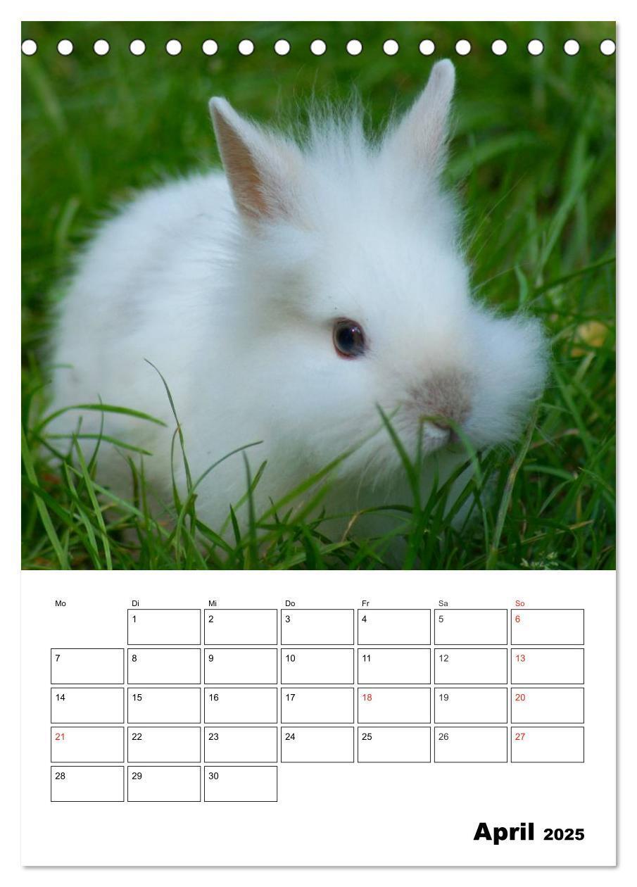 Bild: 9783457001233 | Kaninchen Terminplaner (Tischkalender 2025 DIN A5 hoch), CALVENDO...