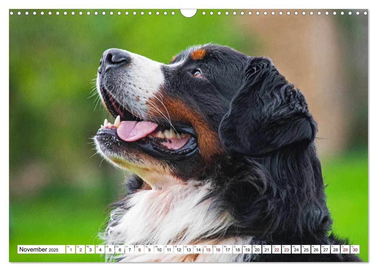 Bild: 9783383924972 | Berner Sennenhund - Eine Liebe für´s Leben (Wandkalender 2025 DIN...