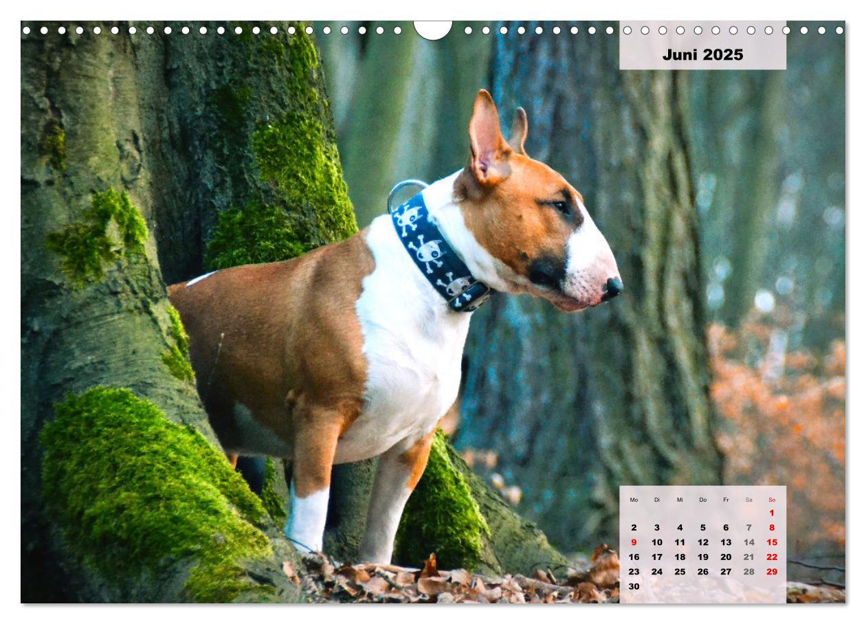 Bild: 9783383947117 | Bullterrier. Freudiges Wesen und Charakter (Wandkalender 2025 DIN...