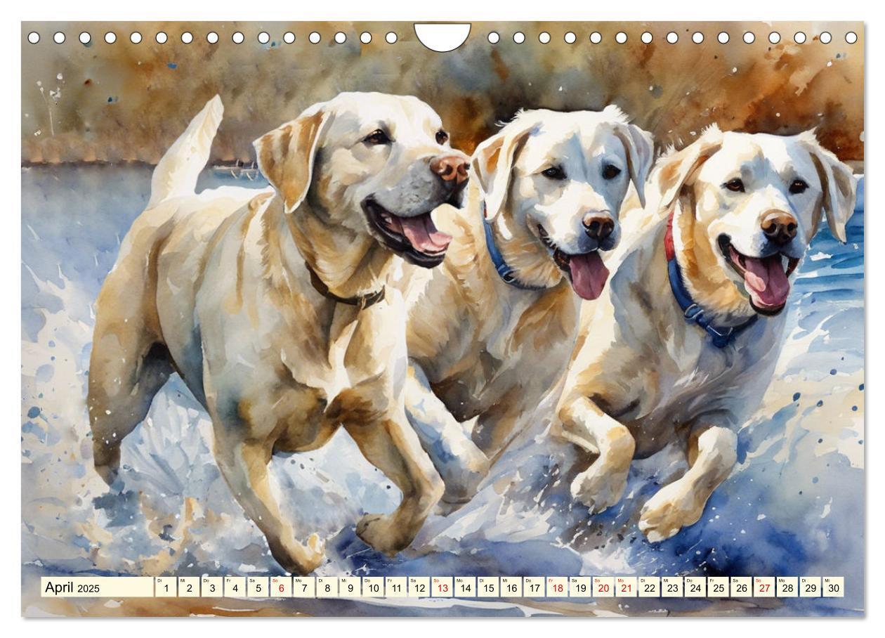 Bild: 9783383822575 | Voller Kraft und Energie - Labrador-Retriever (Wandkalender 2025...