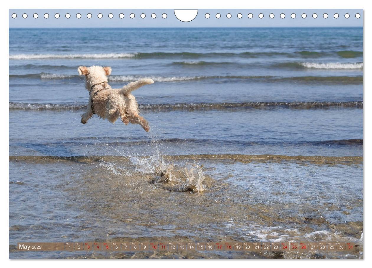 Bild: 9781325940905 | Lagotto Romagnolo Splash Edition (Wall Calendar 2025 DIN A4...