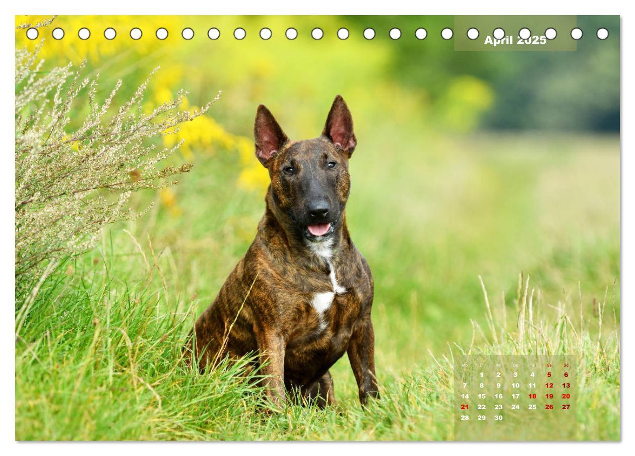 Bild: 9783435340330 | Bullterrier 2025 Frech und fröhlich durch das Jahr (Tischkalender...