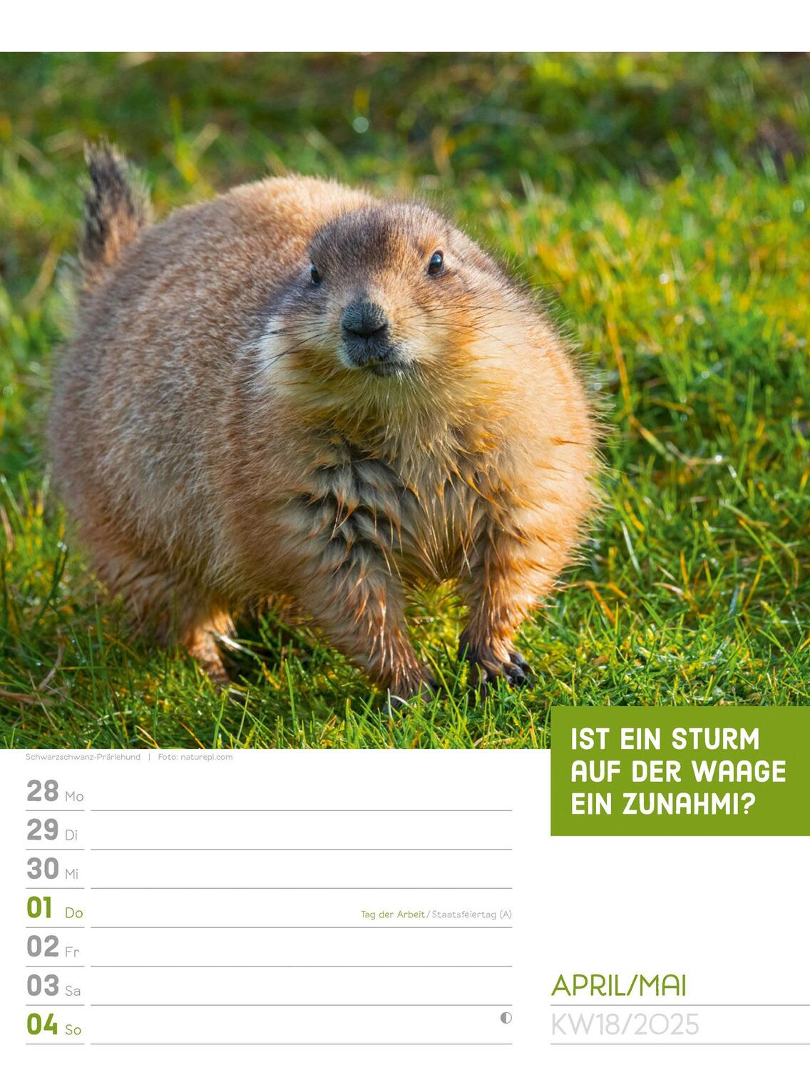 Bild: 9783838425962 | Tierisch! Sprüchekalender - Wochenplaner Kalender 2025 | Kunstverlag