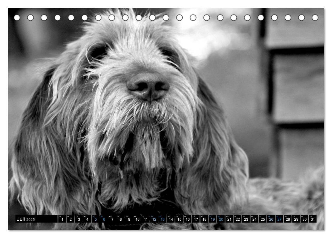 Bild: 9783435628575 | Carissimo Spinone Italiano (Tischkalender 2025 DIN A5 quer),...