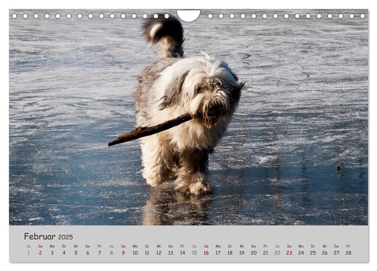 Bild: 9783435608393 | Ein Bobtail namens Miles (Wandkalender 2025 DIN A4 quer), CALVENDO...